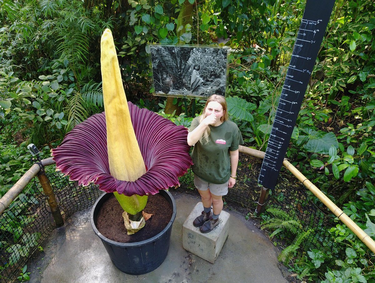 Аморфофаллус титанический рядом с человеком