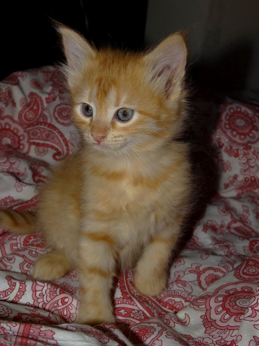 Кошка Хрюня в детстве 