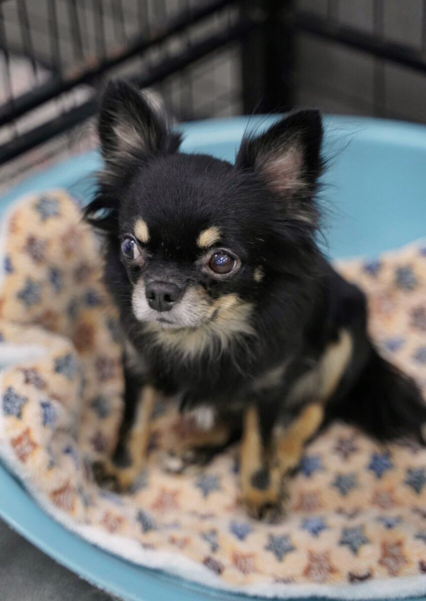 Маленькая собачка ищет дом в Москве и МО. Домик Мелкашей - приют для маленьких собак