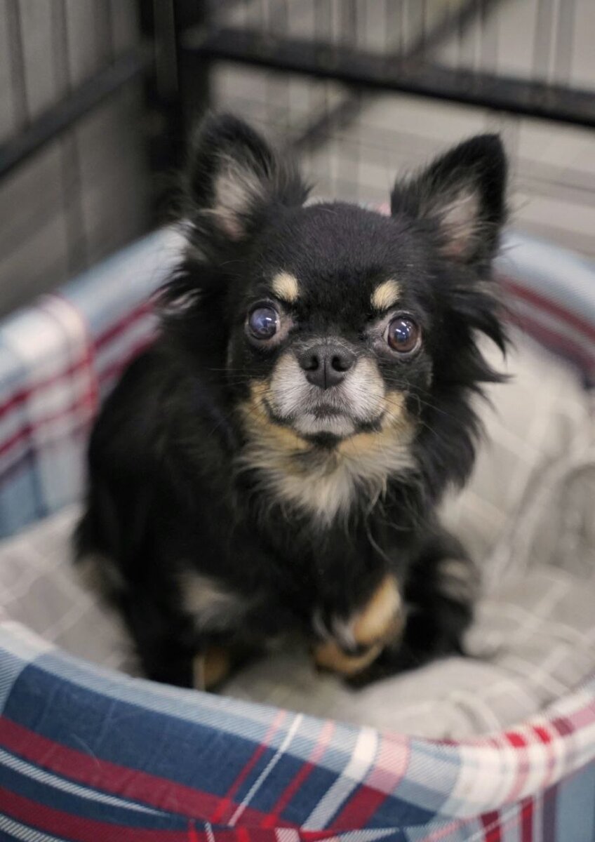 Маленькая собачка ищет дом в Москве и МО. Домик Мелкашей - приют для маленьких собак