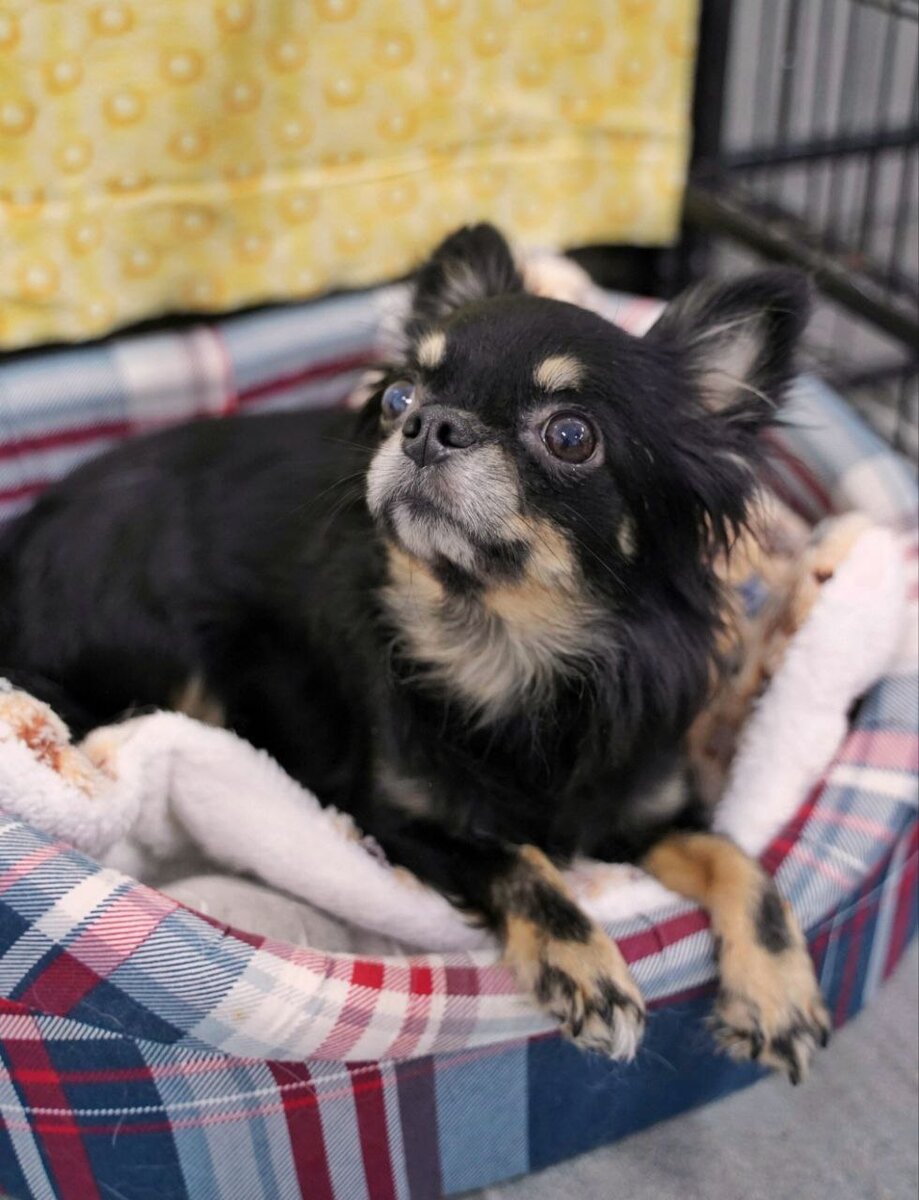 Маленькая собачка ищет дом в Москве и МО. Домик Мелкашей - приют для маленьких собак