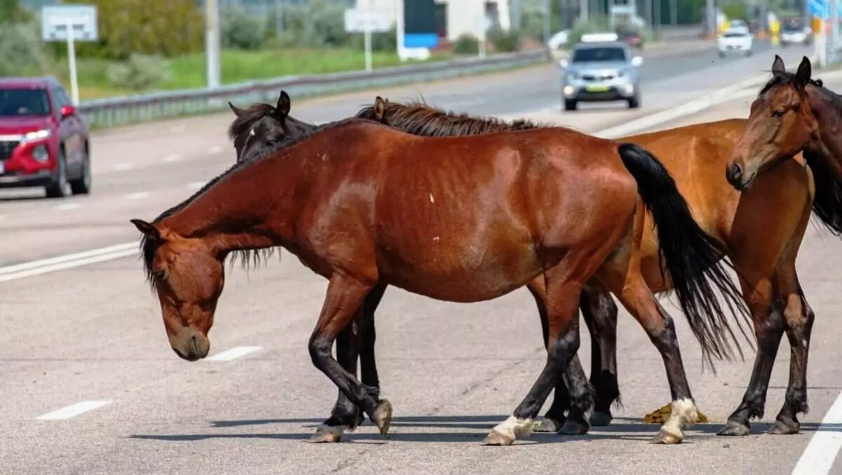    В Хакасии за 11 месяцев 2023 года безнадзорный скот стал причиной десятка аварий с пострадавшими.