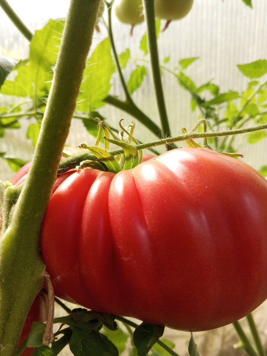 Томаты-гиганты. фото Зеленой Стрекозы