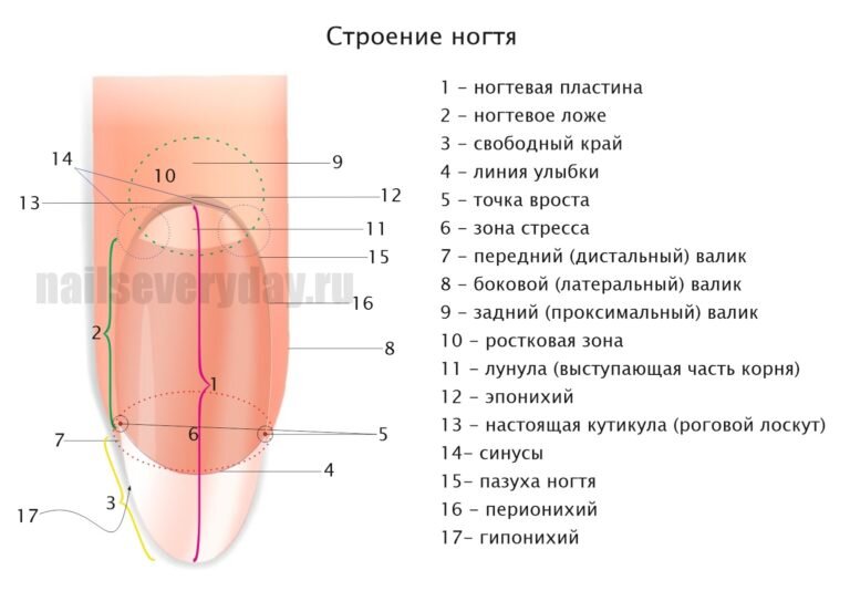 Рис.1 анатомия ногтевого аппарата