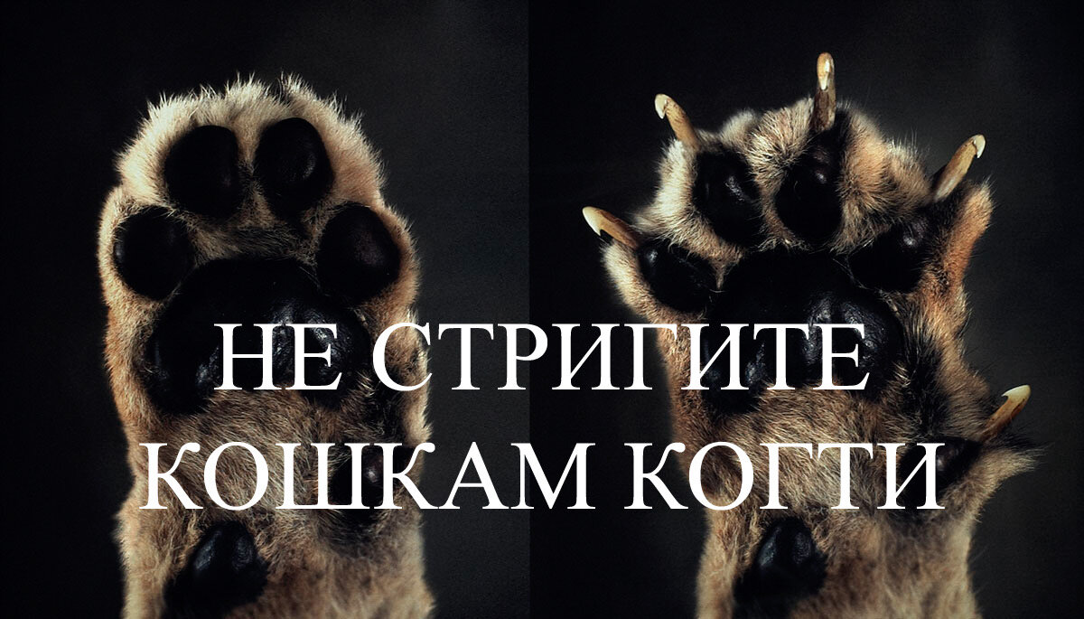 Кошки очень часто получают травмы в быту из-за подстригания когтей.

В центр «Остеовет» за последнее время было несколько обращений с такими животными.-2