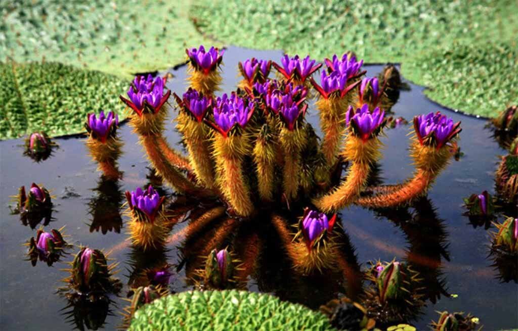 Фото с сайта https://bankesse.ru/wp-content/uploads/krasnaya-kniga-rossii18.jpg