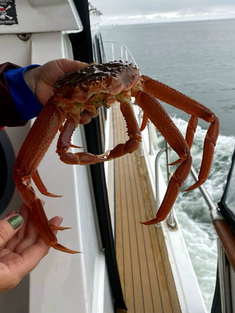 Краб-стригун обыкновенный (еще называют опилио). Пытался меня цапнуть