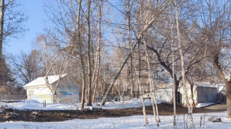     Барнаульцы обеспокоены деревом, которое повисло возле входа в школу. "ЧБ Барнаул"