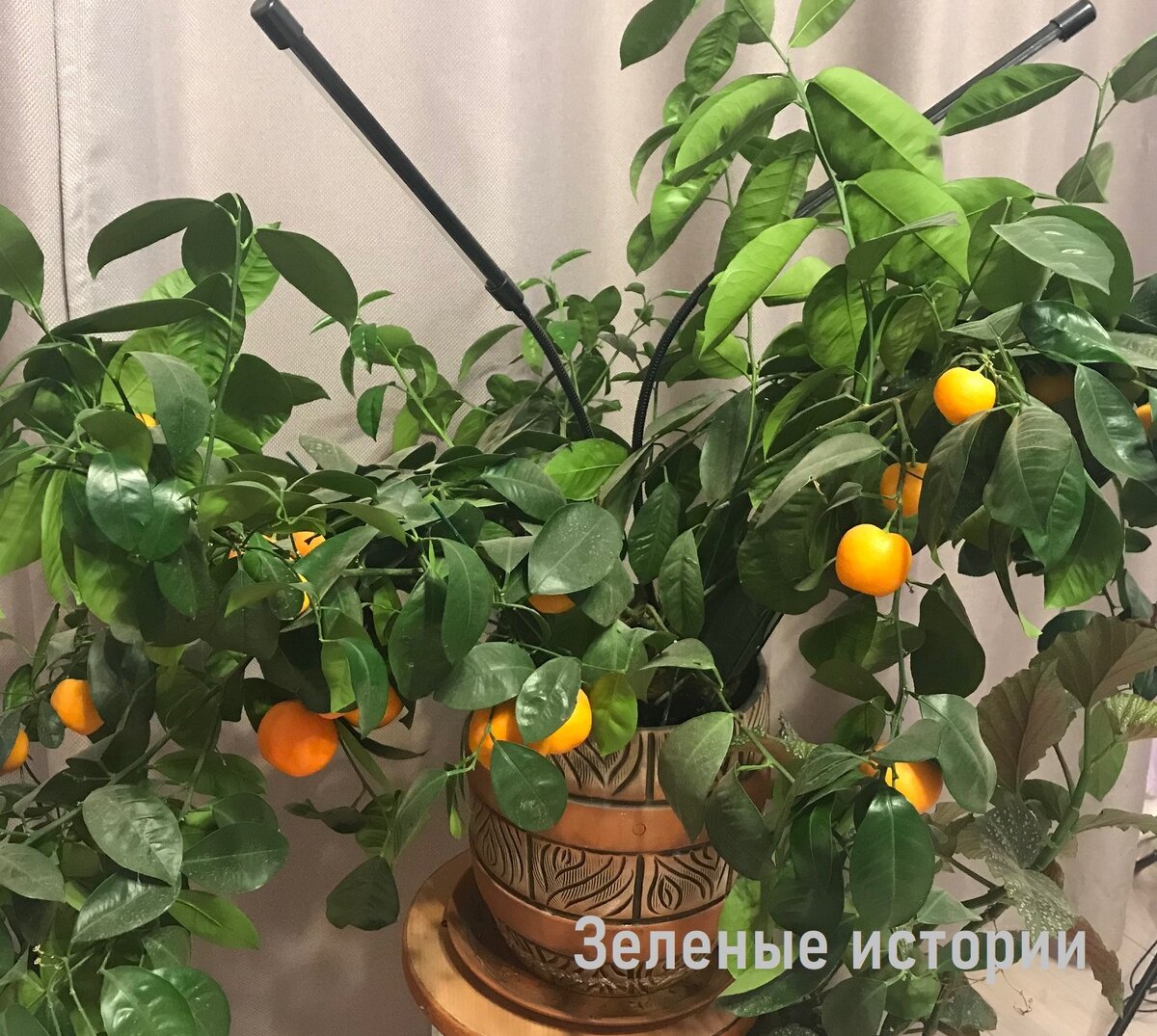 Особенно в такой подкормке нуждаются цитрусовые