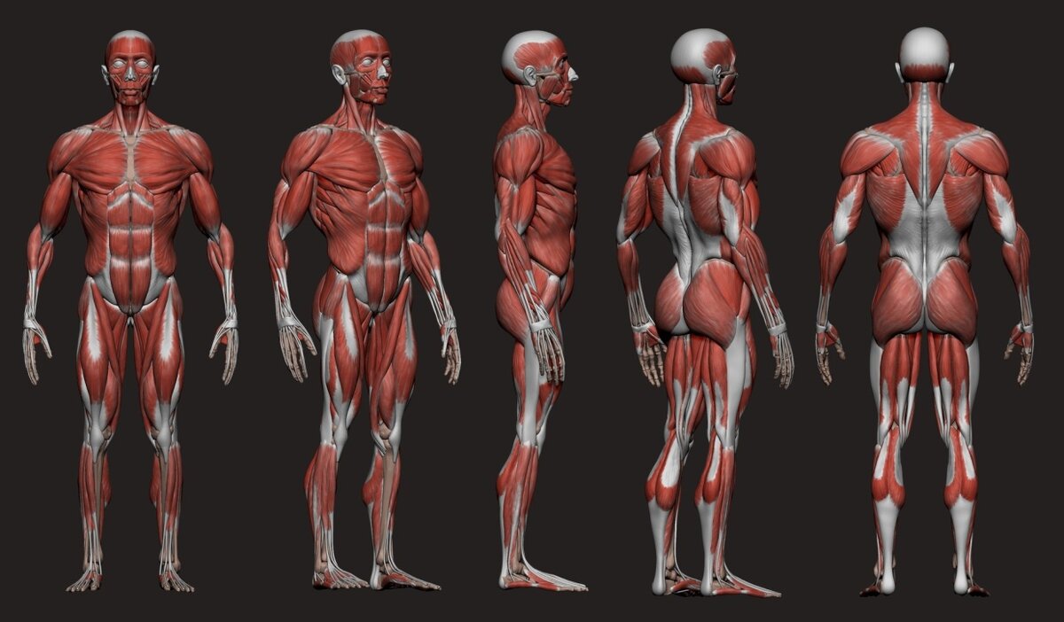 Анатомия и физиология мужчины. Мышечная система человека анатомия. Мышечная анатомия референс. Мышцы тела человека анатомия. Мышцы человека в полный рост.