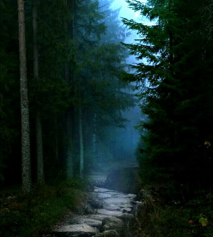 Дорога в лесу.