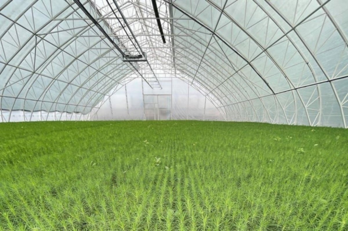    К 2026 году мы планируем возвести в регионе 15 мини-комплексов, что позволит полностью обеспечить посадочным материалом все краевые лесничества и арендаторов