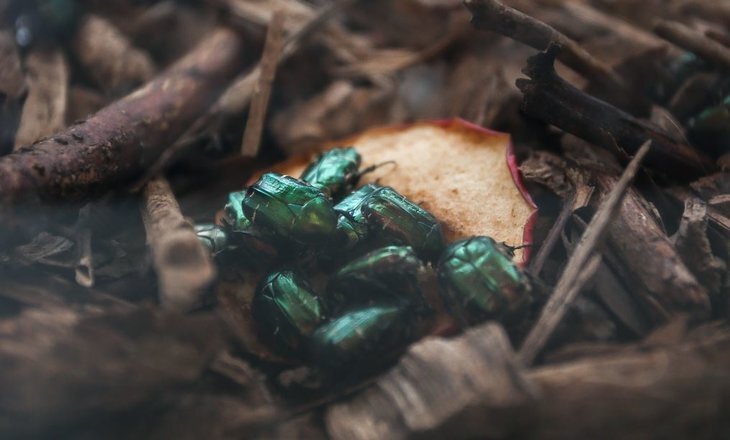    Технологию производства личинок жука бронзовки золотистой для пищевых добавок создали биологи ТГУ