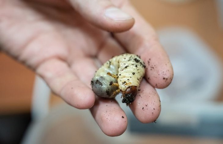     Технологию производства личинок жука бронзовки золотистой для пищевых добавок создали биологи ТГУ
