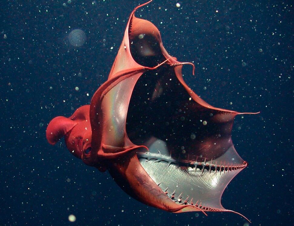 Единственный глубоководный. Адский вампир (Vampyroteuthis infernalis). Головоногий моллюск Адский вампир. Адский кальмар вампир. Адский кальмар вампир (Vampyroteuthis infernalis).