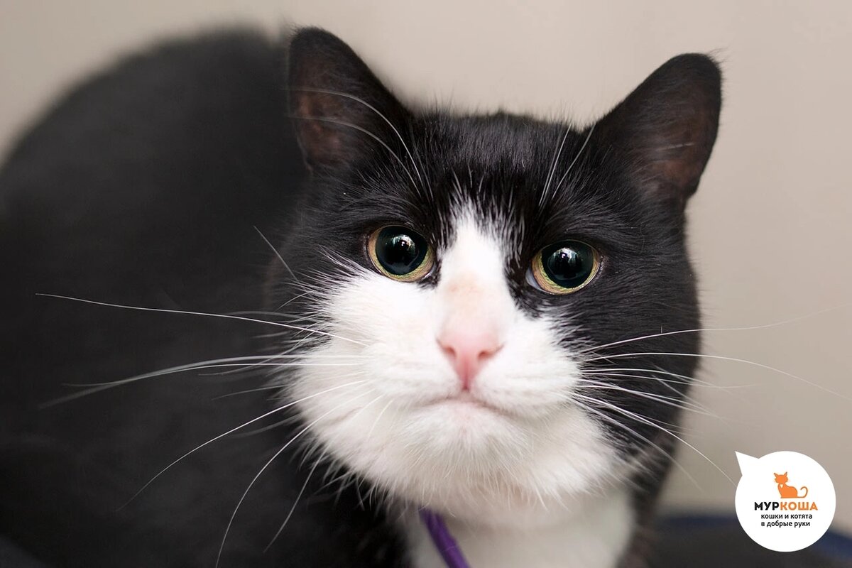 Да ну оставили на улице в закрытой переноске.