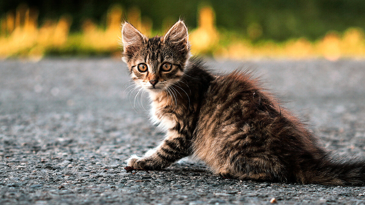 источник фото: img.goodfon.ru