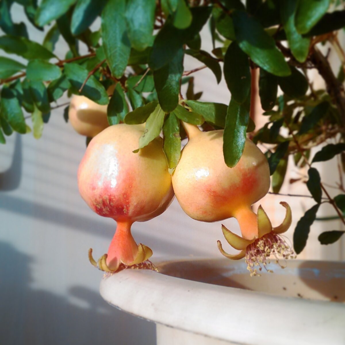 Мои комнатные гранатики