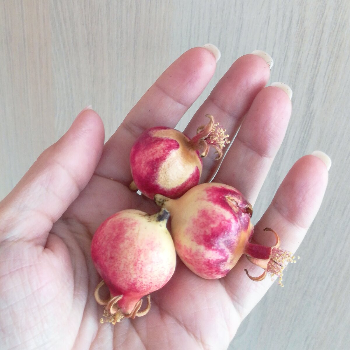 Урожай комнатных гранатов