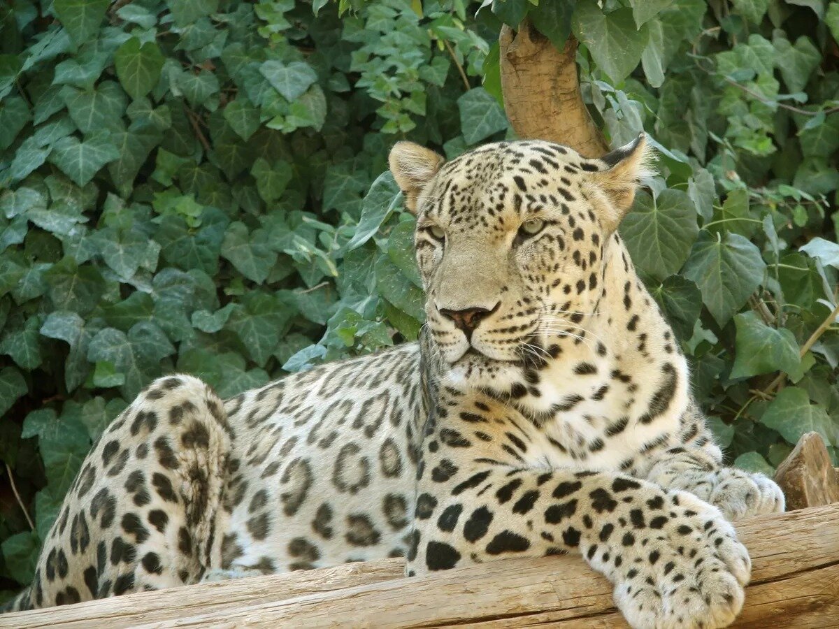 CC0 / Tamar Assaf / Persian Leopard sitting