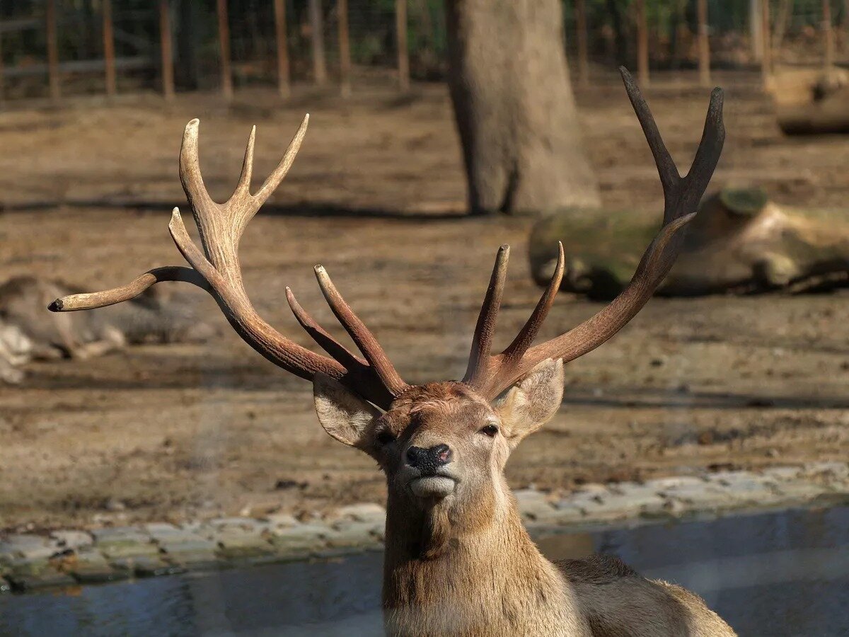 Бухарский благородный олень. CC BY-SA 3.0 / Sarefo / Cervus.elaphus.bactrianus.male