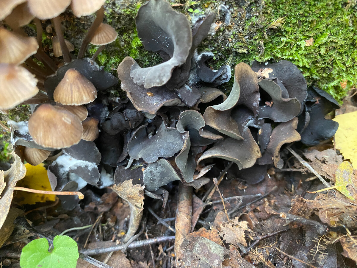 Diplocarpa irregularis