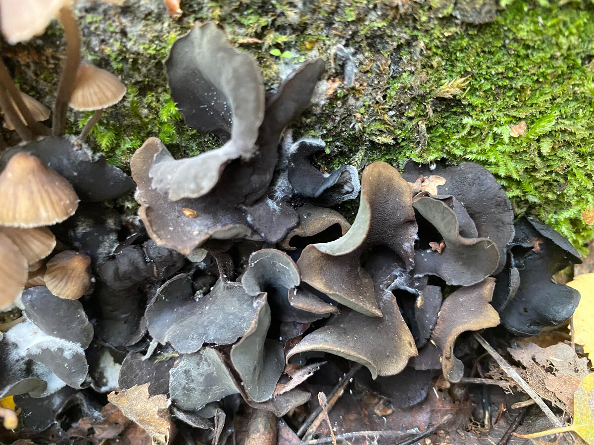 Весь из себя редкий и малоизученный.