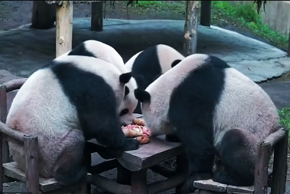     Фото: Chongqing Zoo