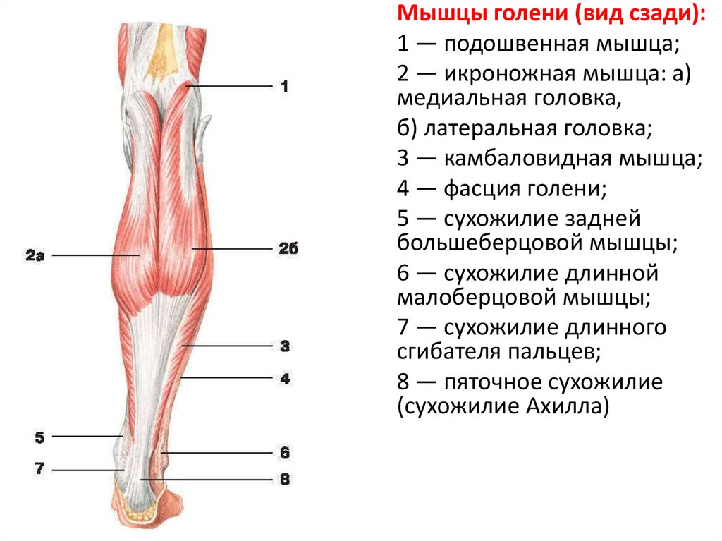 Икроножная мышца какая ткань. Строение икроножной мышцы спереди. Мышцы голени спереди. Мышцы голени и стопы правой вид спереди. Строение мышц голени спереди.