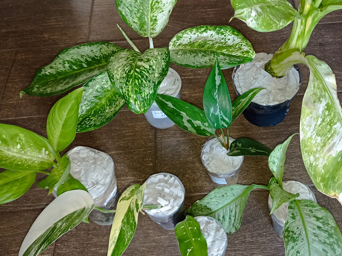 В посылках живой товар