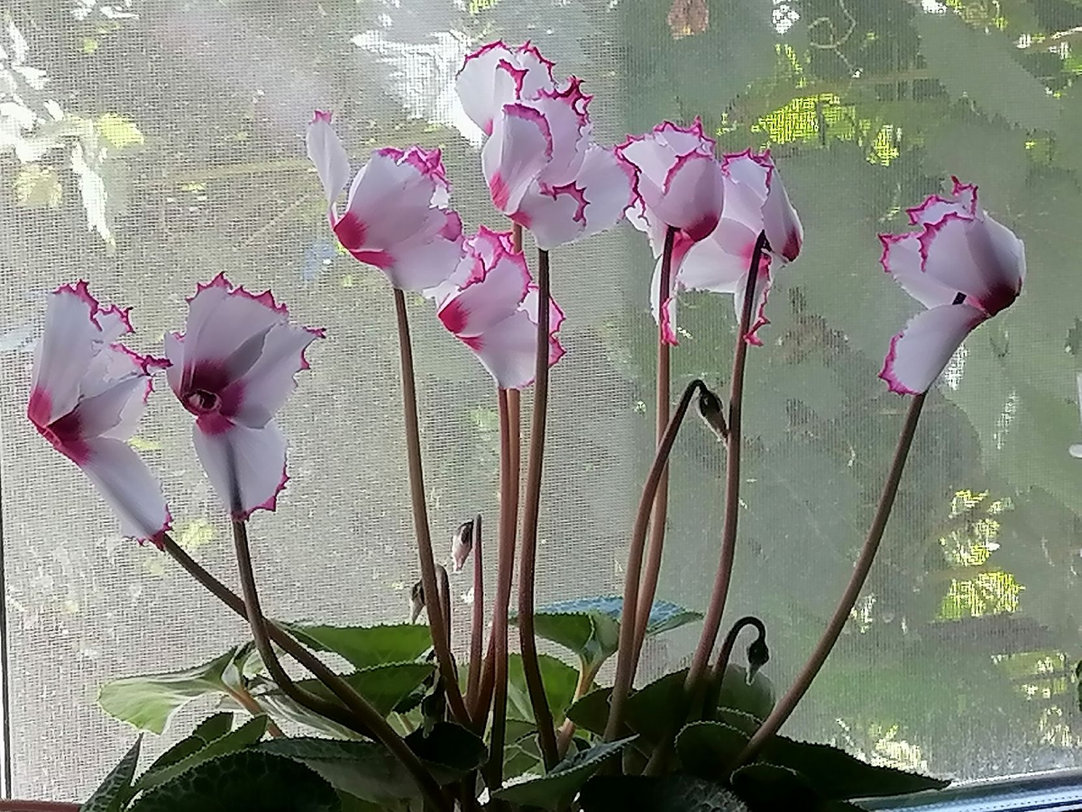 Мой цикламен из семян Виктория - это срезочный гибрид на длинных цветоносах, лепестки цветка бахромчатые