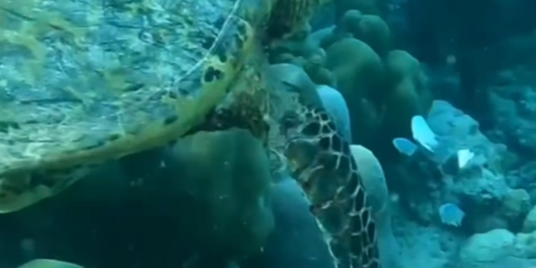 Чем заняться на Мальдивах!