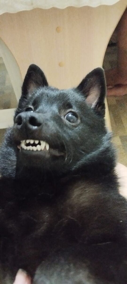 Команда "Зубы"