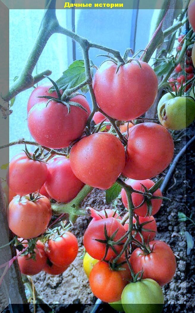 Томат малиновая генрика f1. Томат алей описание сорта. Томат алый мустанг, 20 шт. Сорт томата алый мустанг. Томат чудо от семена алтая.