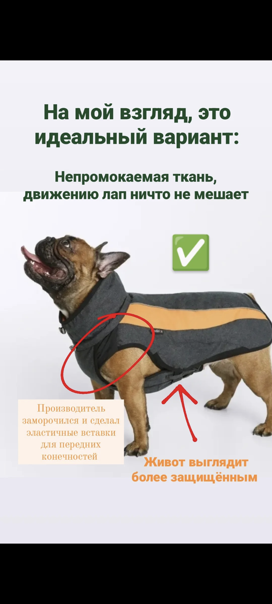 Абсолютно спокойные породы собак