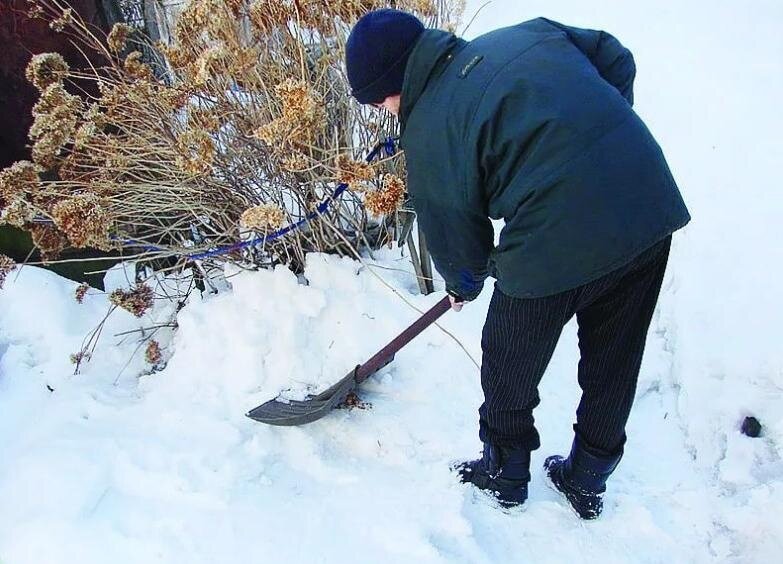 Картинки грядки в снегу