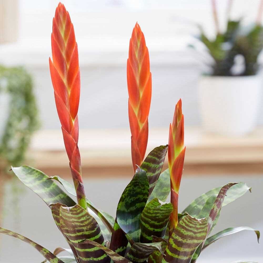 цветок вриезия фото. вриезия каллисто. вриезия килеватая (vriesea carinata). цветок вриезия фото. вриезия килеватая.