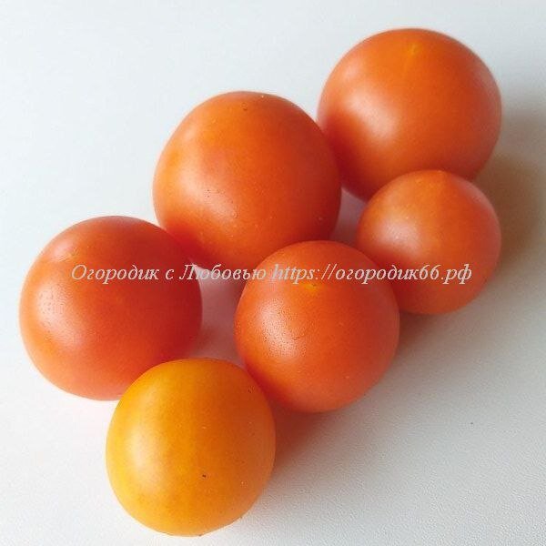 Всем доброго времени суток! Сегодня речь пойдет о мелкоплодных томатах (100-150г) для консервирования. 1. Томат Domaine de Saint Jean de beauregard, red Высокорослый, среднеспелый.-4