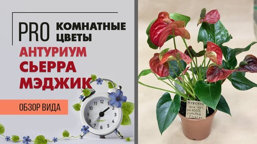 Как ухаживать за антуриумами | Антуриум Сьерра Мэджик - мужское счастье или просто счастье цветовода