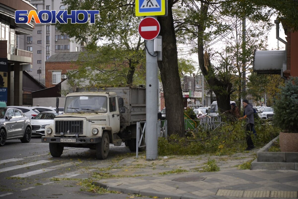 Рядом с администрацией Краснодара упало дерево: мэр ввёл режим повышенной  готовности | Блокнот Краснодар | Дзен