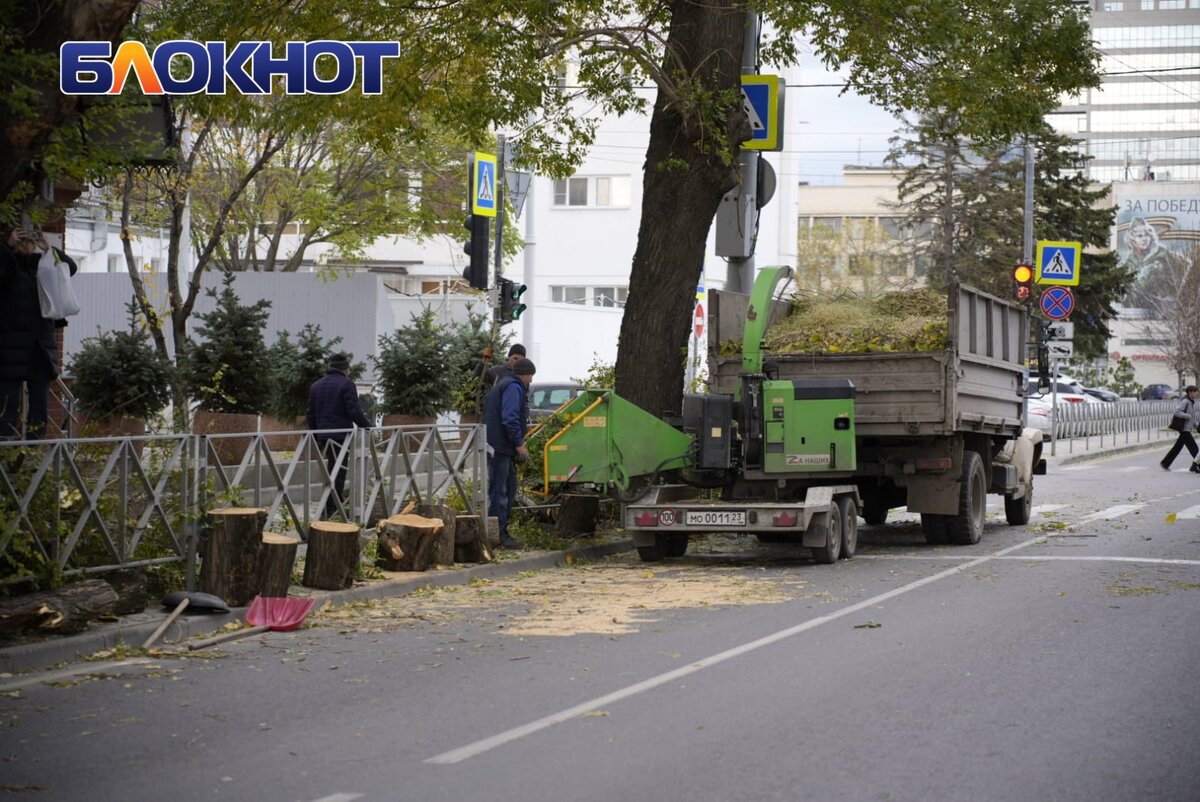 Рядом с администрацией Краснодара упало дерево: мэр ввёл режим повышенной  готовности | Блокнот Краснодар | Дзен