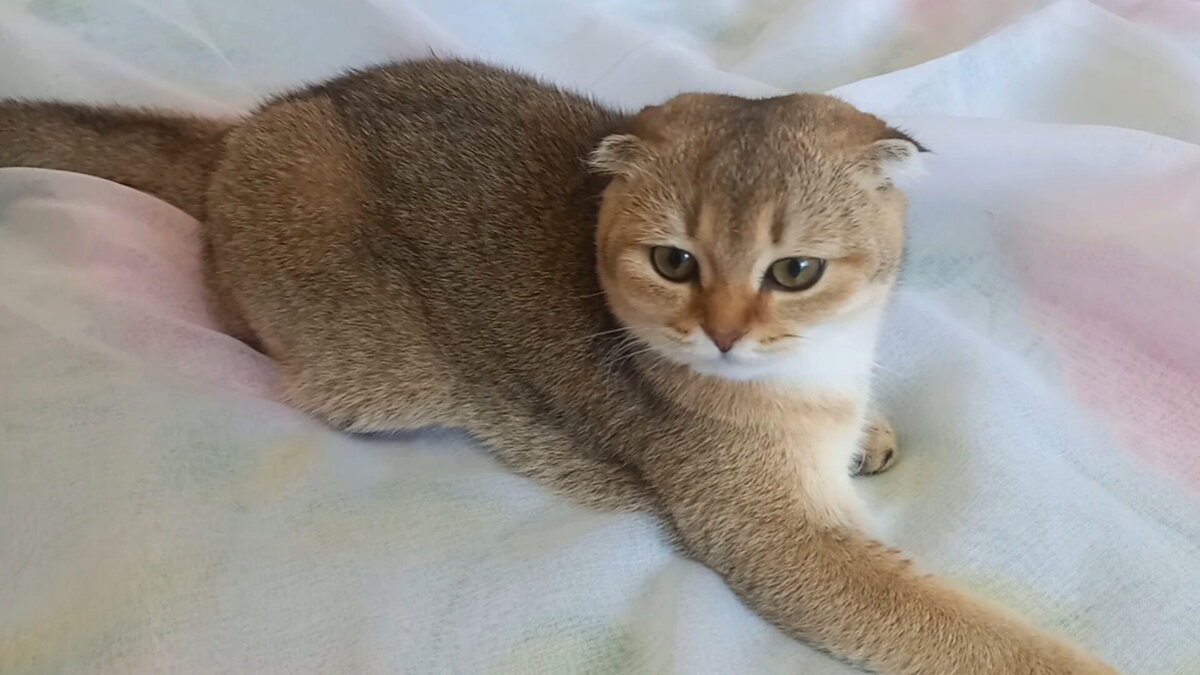 Мотя отдыхает