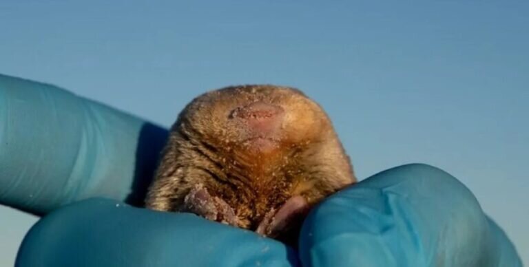    Cryptochromis wintoni / © Nicky Sounes