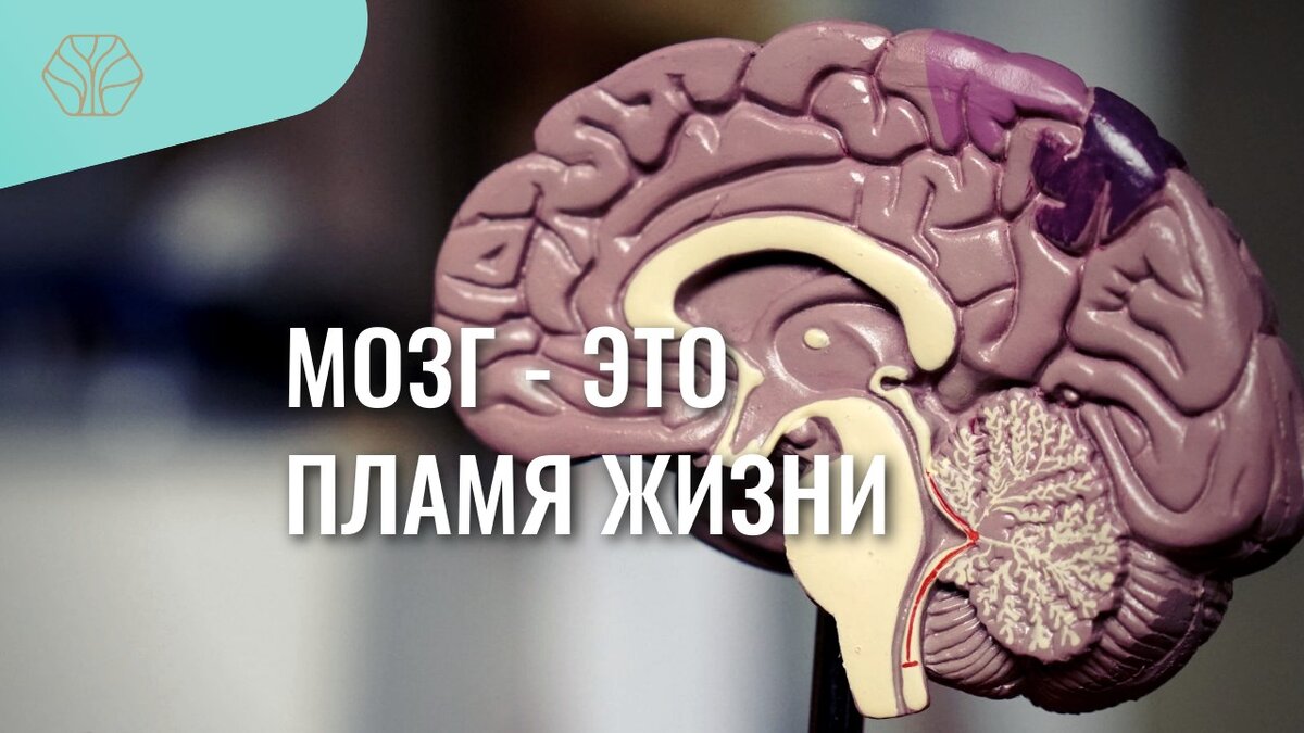 Ученые уже признали «психофизическое воздействие». ТУже доказана учеными тесная взаимосвязь мозга и тела.