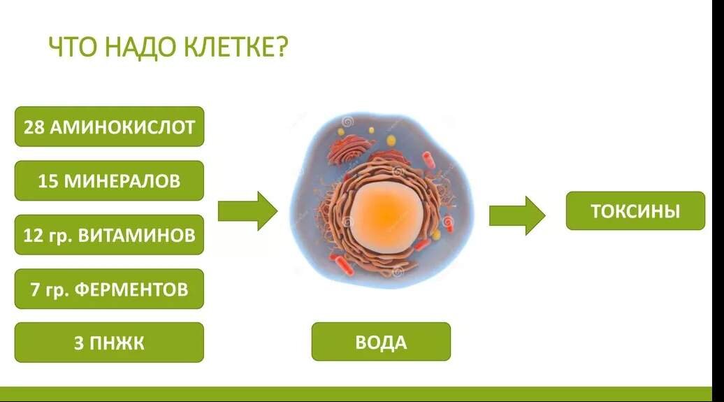 Питание клетки животных