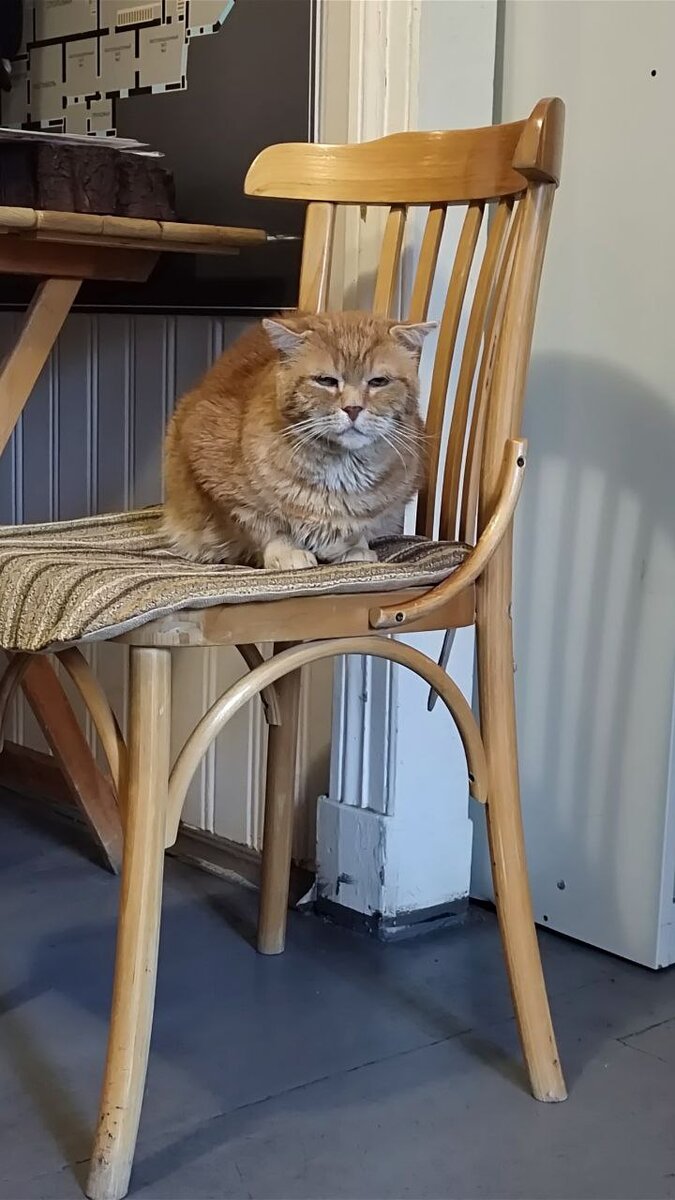 Кот, живущий в усадьбе "Пенаты"