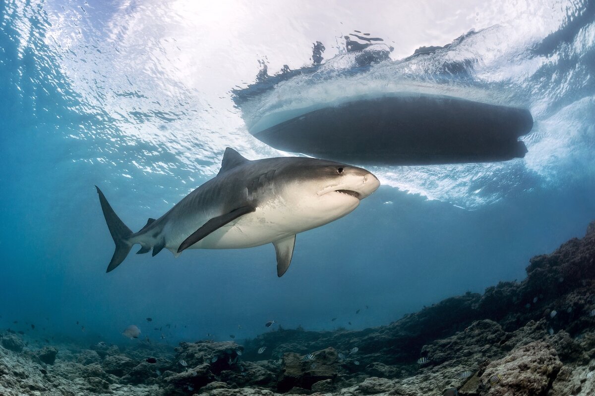 Фуджейра пляж Shark Island