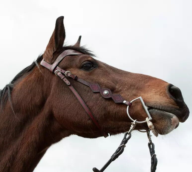 Погрузка в коневоз - это отдельная тема. Особенно лошади, которая до этого ни разу в жизни не грузилась.