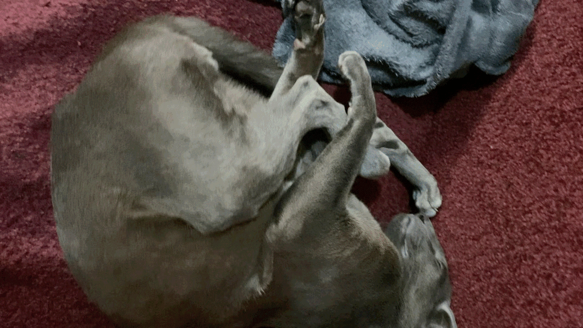 Вот так вот мы любим ласку