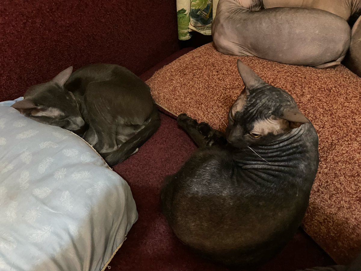 Если коты спят рядом — значит им безопасно